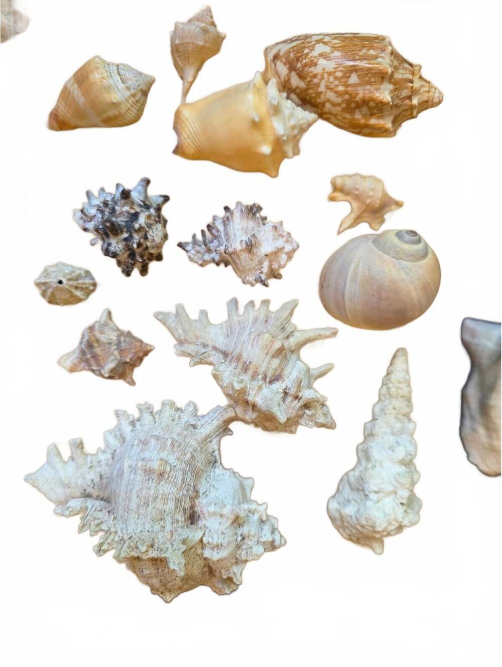 Mixed Sea Shell Lot - Murex, Conch, Moon Shell & Turritella Specimens
